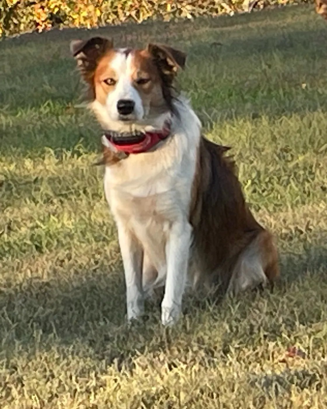 Test PupRed and white, Welsh Sheepdog